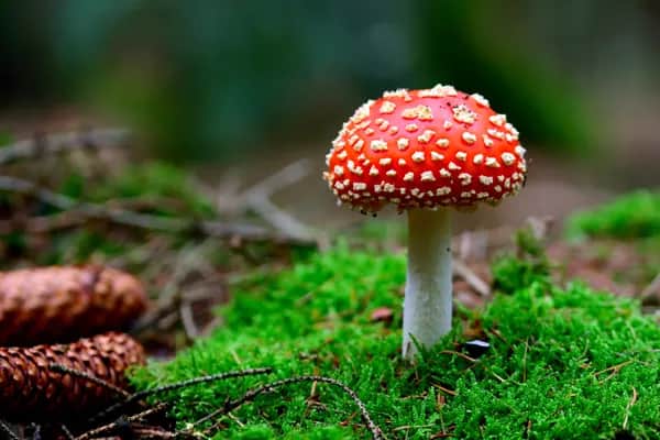Hilfe zur Traumaauflösung - Amanita Muscaria