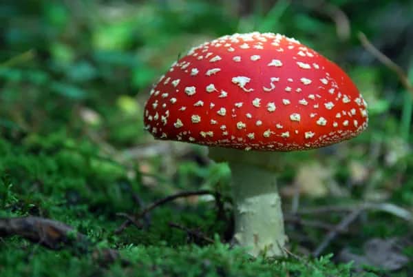 Erfahrungen mit Fliegenpilz - Amanita Muscaria