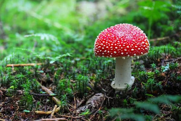 Die positive Wirkung des Fliegenpilz