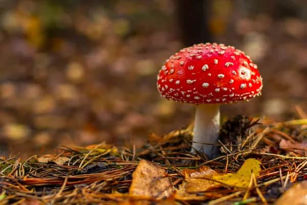 Besser schlafen durch Fliegenpilz Microdosing