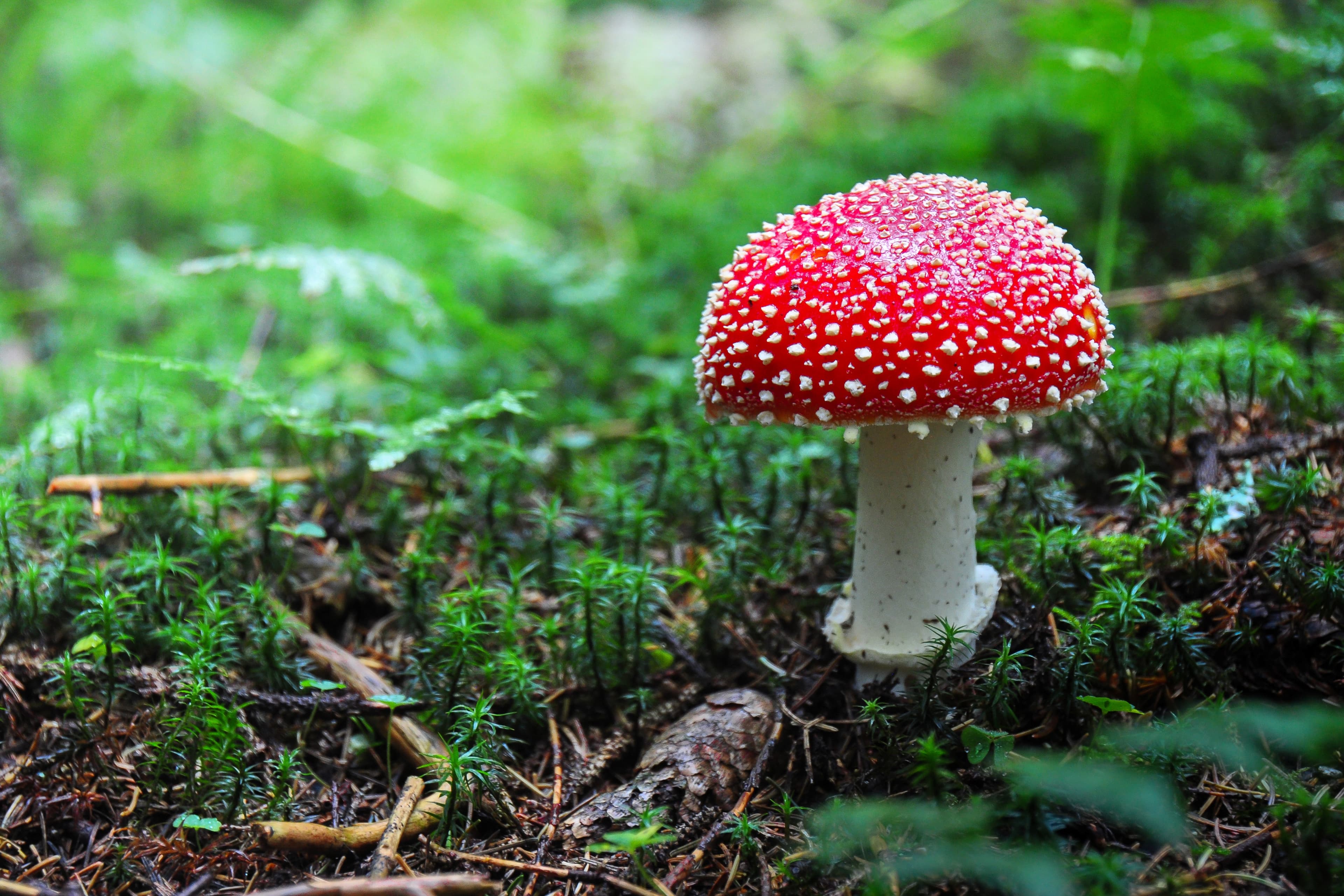 Die positive Wirkung des Fliegenpilz