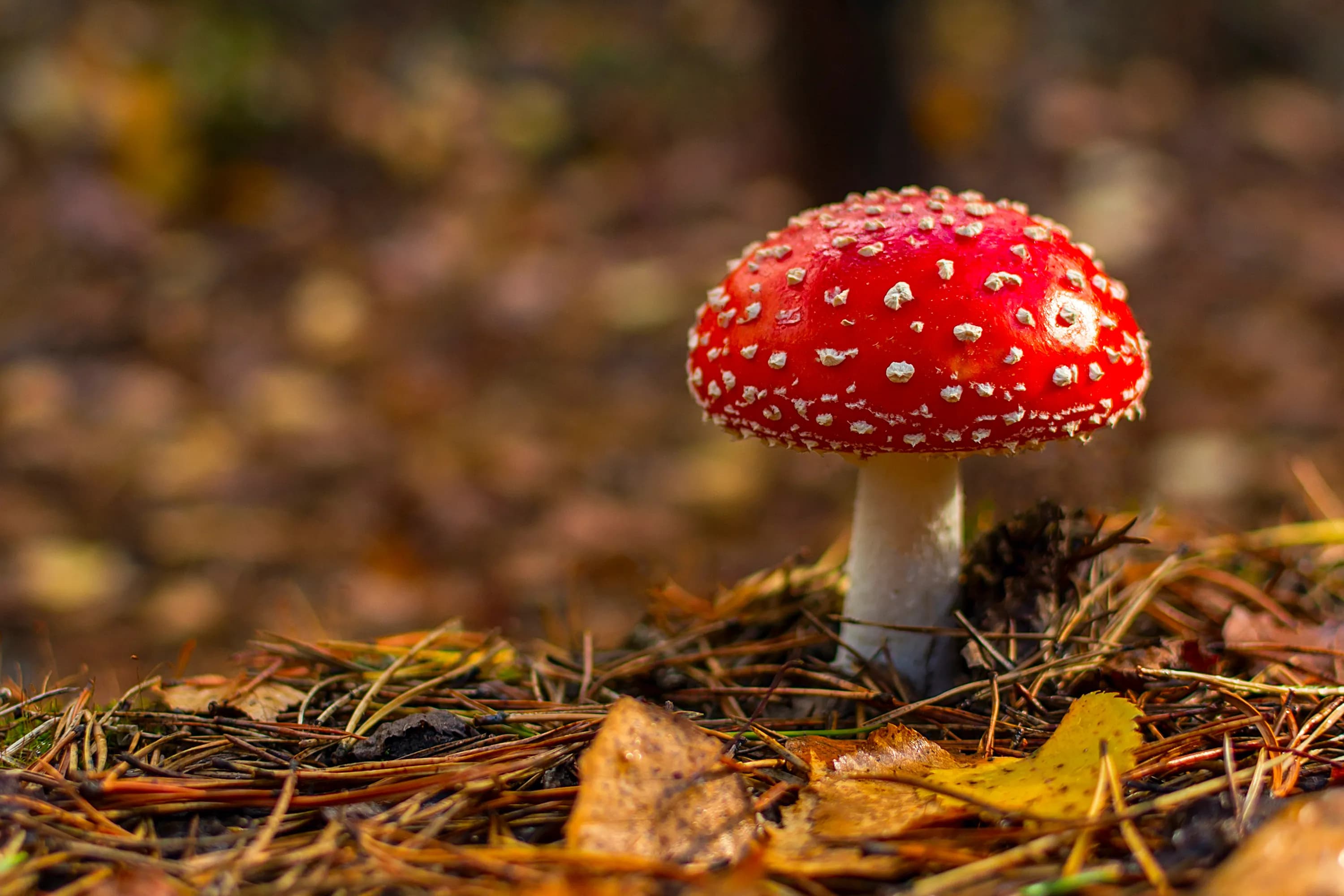 Besser schlafen durch Fliegenpilz Microdosing