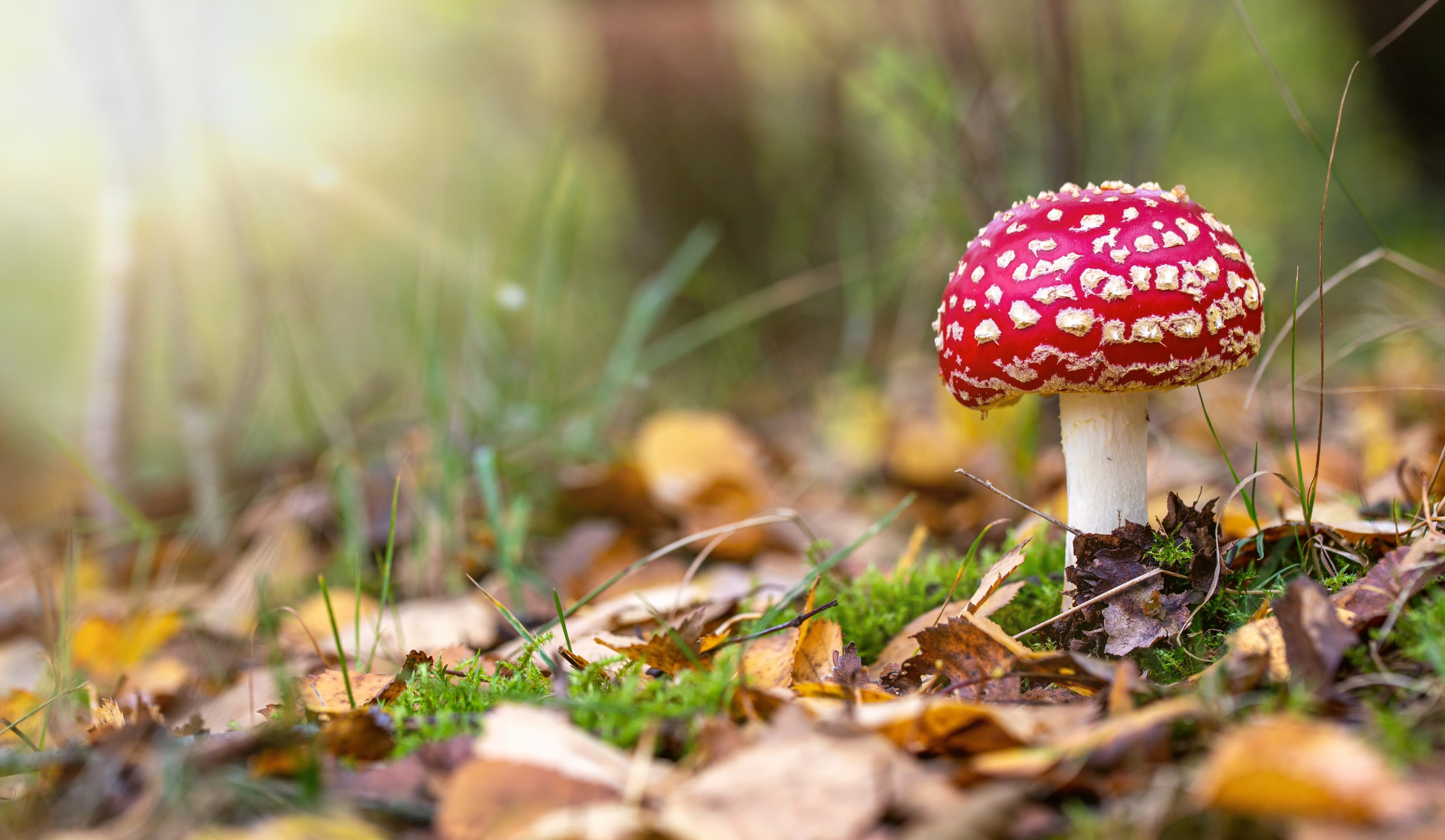 Microdosing mit Amanita Muscaria für mehr Energie im Alltag